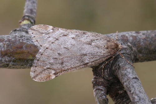 Alsophila aescularia: Bild 11