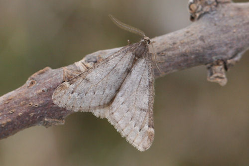 Alsophila aescularia: Bild 8