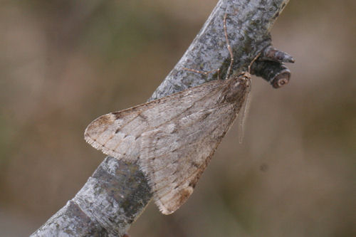 Alsophila aescularia: Bild 13