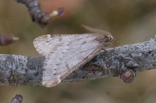 Alsophila aescularia: Bild 11
