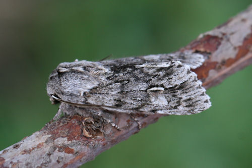 Brachionycha nubeculosa: Bild 1