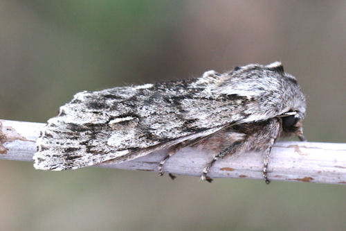 Brachionycha nubeculosa: Bild 6