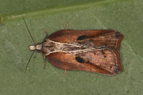 Acleris cristana: Bild 8