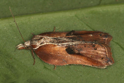 Acleris cristana: Bild 9