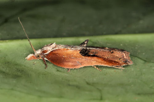 Acleris cristana: Bild 10