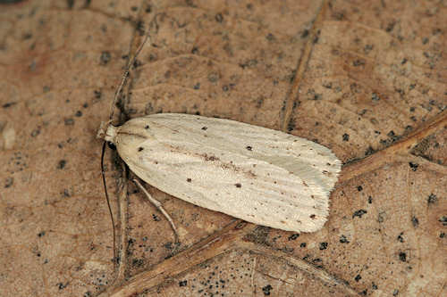 Agonopterix pallorella: Bild 2