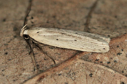 Agonopterix pallorella: Bild 3