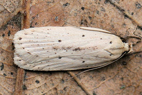 Agonopterix pallorella: Bild 4