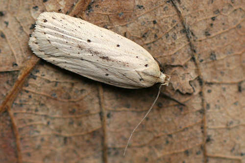 Agonopterix pallorella: Bild 5