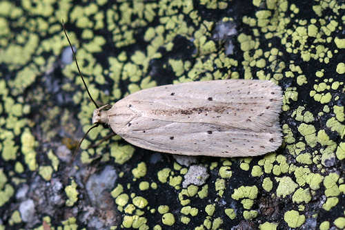 Agonopterix pallorella: Bild 6