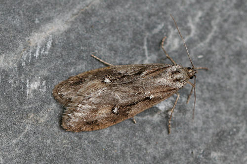 Semioscopis oculella: Bild 1