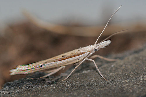 Ypsolopha mucronella: Bild 7