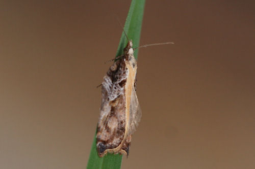 Acleris cristana: Bild 3