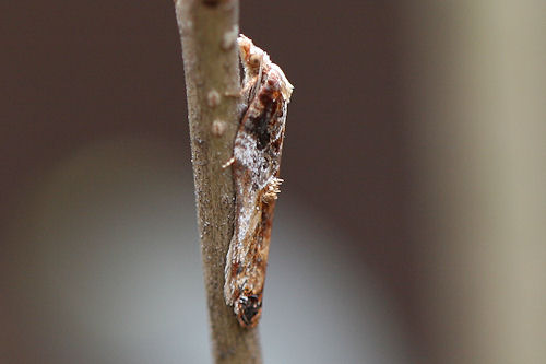 Acleris cristana: Bild 5