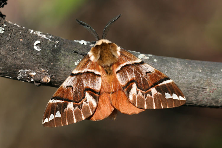 Endromis versicolora versicolora: Bild 1