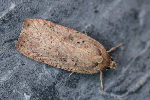 Agonopterix scopariella: Bild 2