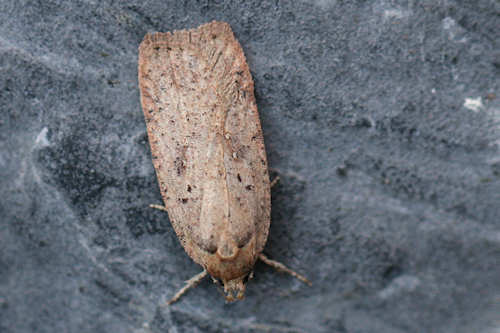 Agonopterix scopariella: Bild 3