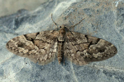 Eupithecia lanceata: Bild 1