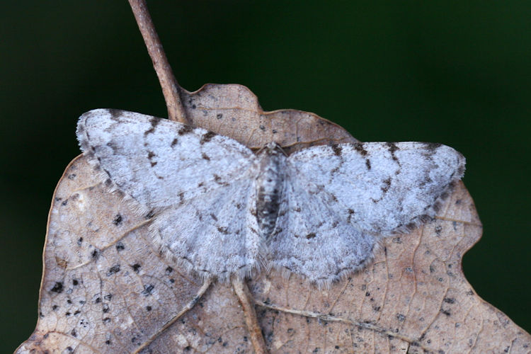 Aethalura punctulata: Bild 4