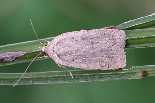 Agonopterix scopariella: Bild 4