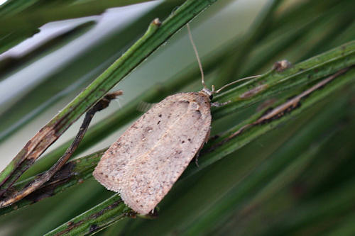 Agonopterix scopariella: Bild 5