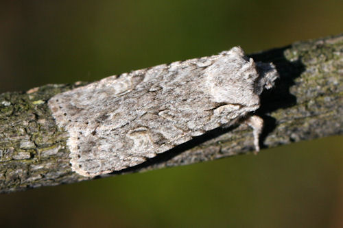 Lithophane ornitopus: Bild 3