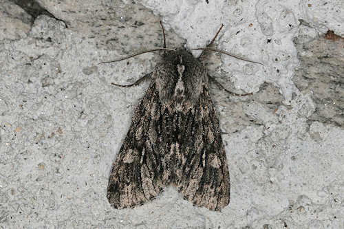 : Bild 62
