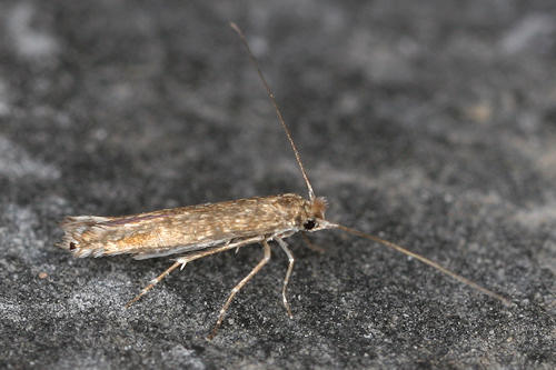 Lyonetia clerkella: Bild 3