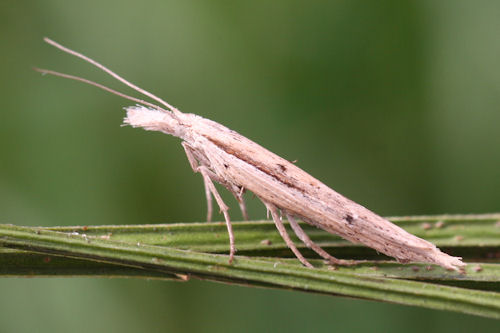 Ypsolopha mucronella: Bild 1