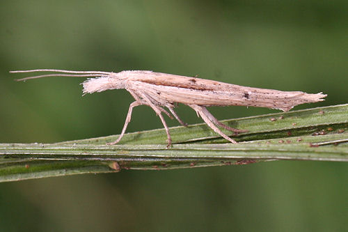 Ypsolopha mucronella: Bild 2