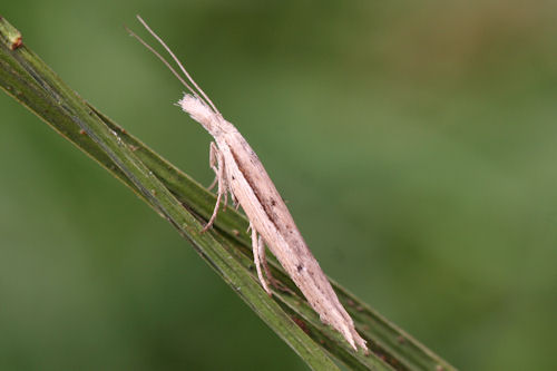 Ypsolopha mucronella: Bild 3