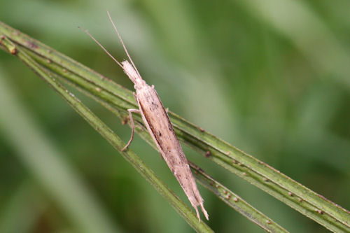 Ypsolopha mucronella: Bild 4