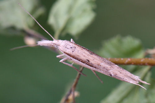 Ypsolopha mucronella: Bild 5