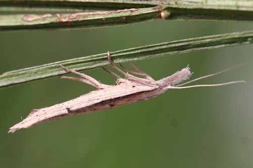 Ypsolopha mucronella: Bild 6