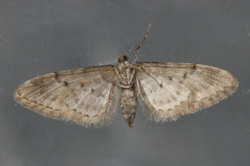 Eupithecia lanceata: Bild 13