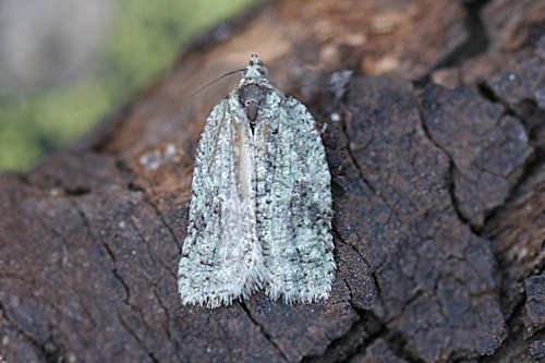 Acleris literana: Bild 1