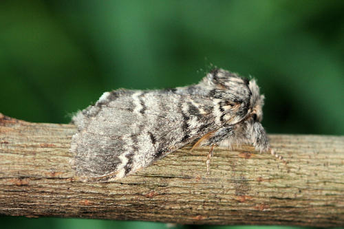 Drymonia ruficornis: Bild 5