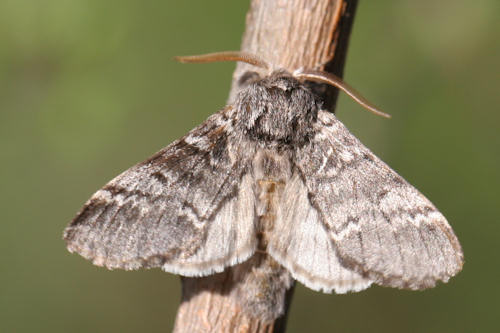 Drymonia ruficornis: Bild 6