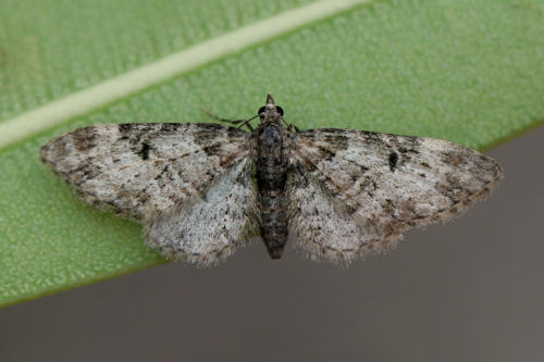 Eupithecia irriguata: Bild 28