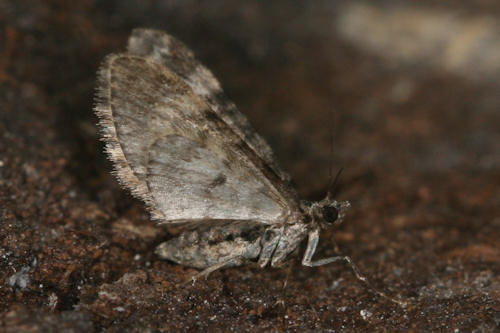 Eupithecia irriguata: Bild 39