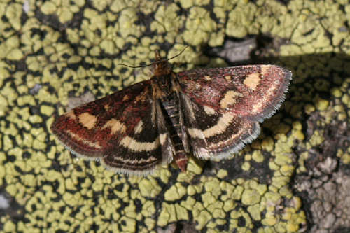 Pyrausta purpuralis: Bild 2