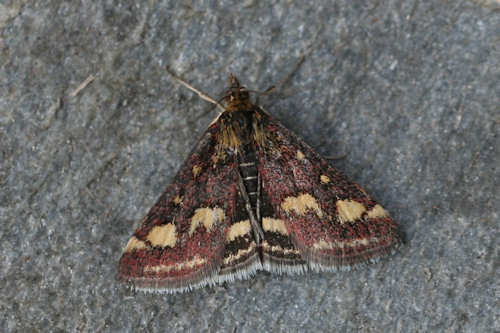 Pyrausta purpuralis: Bild 3