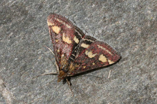 Pyrausta purpuralis: Bild 4