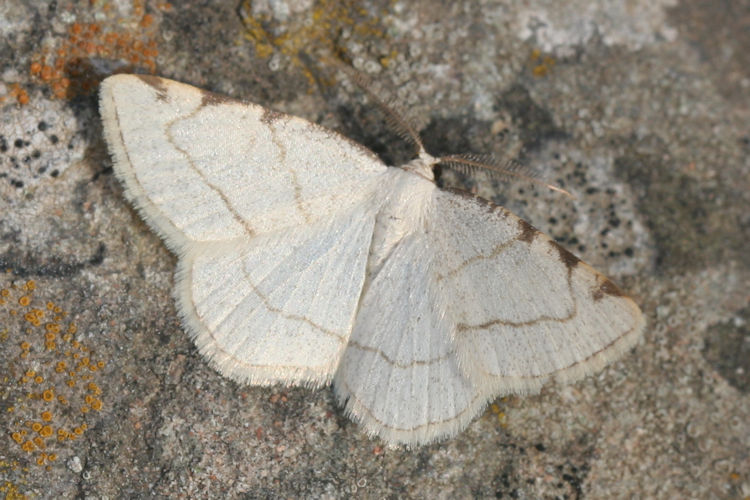 Stegania trimaculata: Bild 2