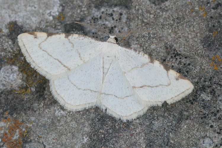 Stegania trimaculata: Bild 3