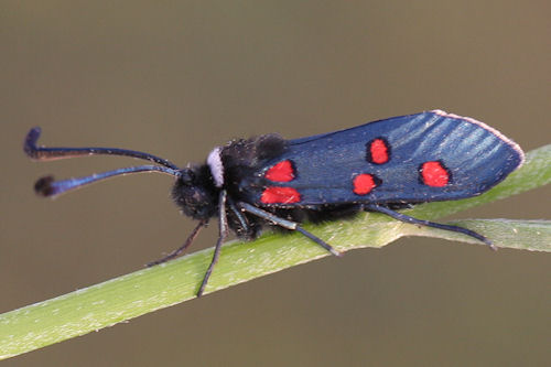 Zygaena lavandulae: Bild 1