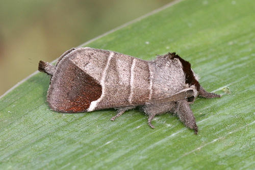 Clostera curtula: Bild 9