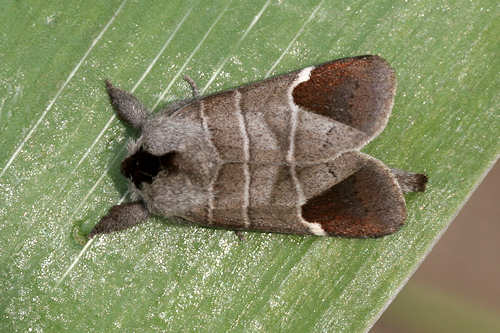 Clostera curtula: Bild 10
