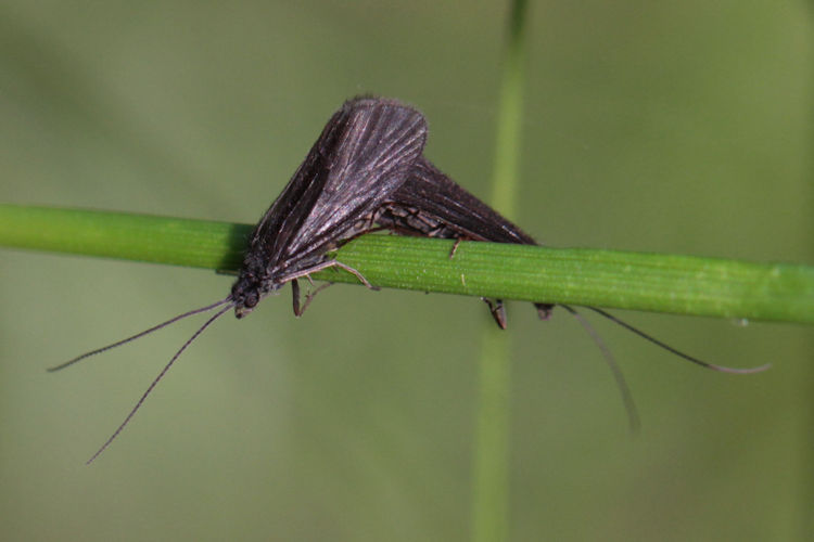 Erannis defoliaria: Bild 15