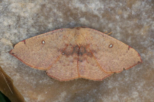 Cyclophora puppillaria: Bild 1